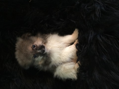 Medium Photo #1 Pomeranian Puppy For Sale in WILMINGTON, IL, USA