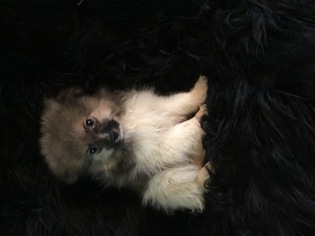 Pomeranian Puppy for sale in WILMINGTON, IL, USA