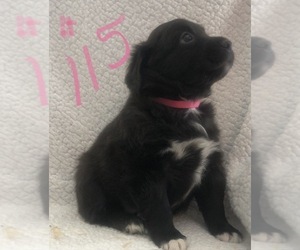 Beagle Puppy for sale in SUNNYVALE, CA, USA