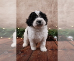 Small #8 Cavapoo (Toy)
