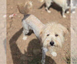 Maltese-Unknown Mix Dogs for adoption in Chico, CA, USA