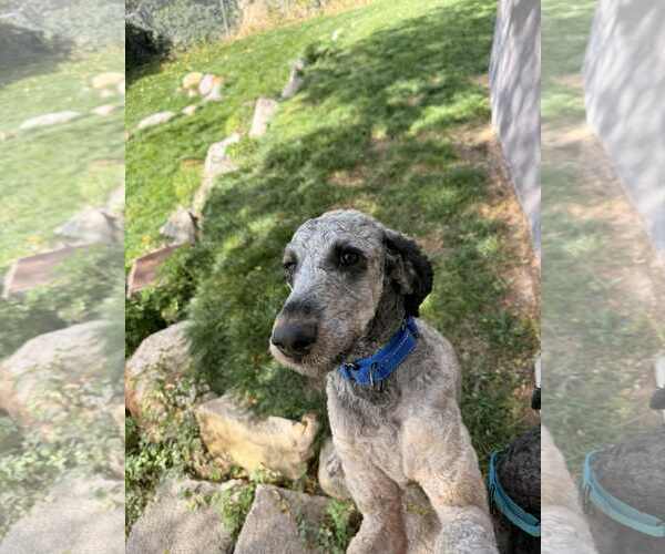 Medium Photo #23 Bernedoodle Puppy For Sale in Sandy, UT, USA