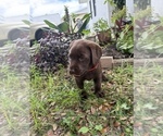 Small #1 Labrador Retriever