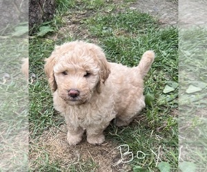 Goldendoodle Puppy for sale in ATLANTA, NY, USA