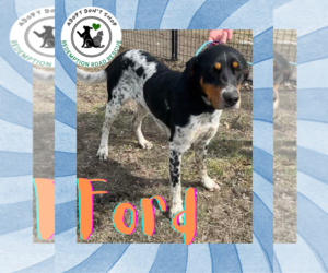 Pointer-Unknown Mix Dogs for adoption in Crystal, MN, USA