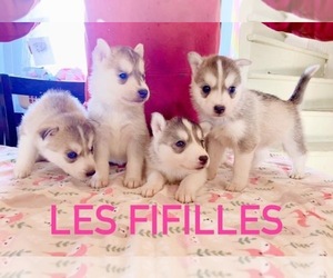 Siberian Husky Puppy for sale in Taillon, Quebec, Canada