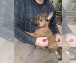 Puppy Red collar male Belgian Malinois