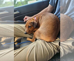 Mutt Dogs for adoption in Maryville, TN, USA