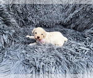 Poodle (Toy) Puppy for sale in JEFFERSONVILLE, IN, USA