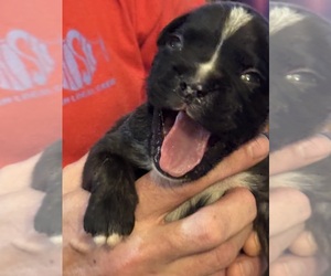 Boxer Puppy for Sale in LANSING, Michigan USA