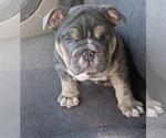 Small English Bulldog