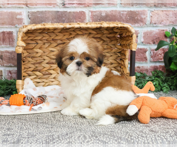 Medium Photo #11 Shih Tzu Puppy For Sale in SYRACUSE, IN, USA