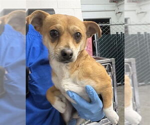 Chihuahua Dogs for adoption in San Bernardino, CA, USA