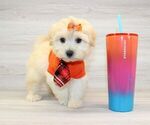 Small Photo #4 Pom-A-Poo Puppy For Sale in LAS VEGAS, NV, USA