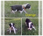 Small #8 Boston Terrier