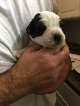 Medium Photo #1 Saint Bernard Puppy For Sale in GOSHEN, IN, USA