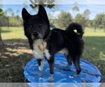 BREWER - Male Akita-Siberian Husky Mix Dog for Adoption - Small photo