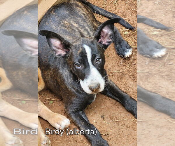 Medium Photo #4 Mutt Puppy For Sale in Ellijay, GA, USA