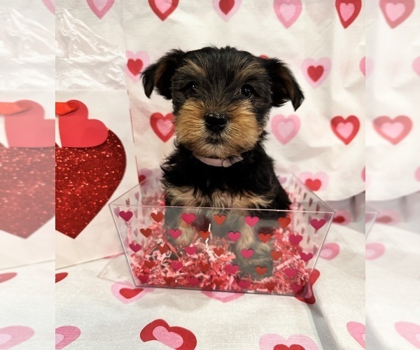 Medium Photo #5 Yorkshire Terrier Puppy For Sale in NORMAN, OK, USA