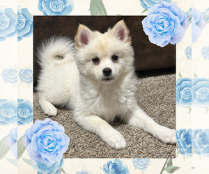 Pomsky Puppy for sale in DE SOTO, KS, USA
