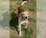 Small #1 Beagle Mix