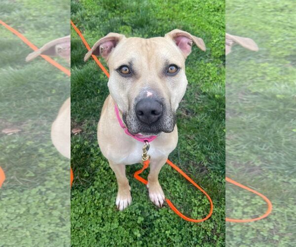 Medium Photo #9 American Pit Bull Terrier-Unknown Mix Puppy For Sale in Spotsylvania, VA, USA