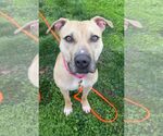 Small #8 American Pit Bull Terrier Mix
