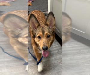 Australian Shepherd-Unknown Mix Dogs for adoption in Emmett, ID, USA