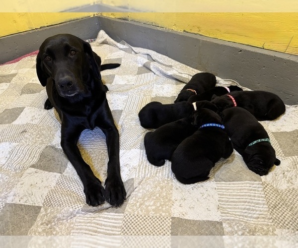 Medium Photo #2 Labrador Retriever Puppy For Sale in LISBON, CT, USA