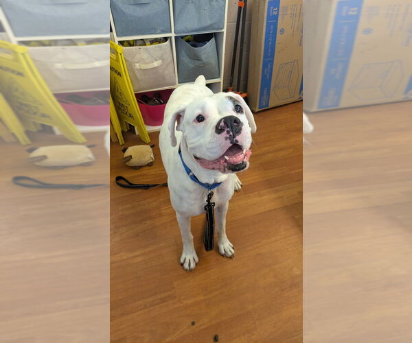 Medium Photo #2 Boxer Puppy For Sale in Richmond, IN, USA