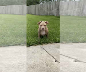 American Bully Puppy for sale in ROBSTOWN, TX, USA