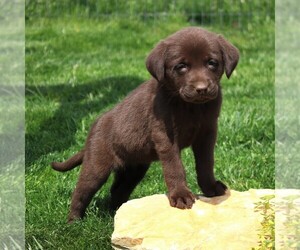 Labrador Retriever Puppy for sale in EPHRATA, PA, USA