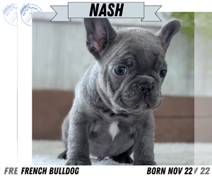Medium French Bulldog