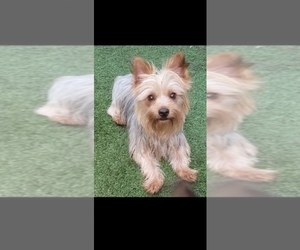 Father of the Yorkshire Terrier puppies born on 03/31/2026