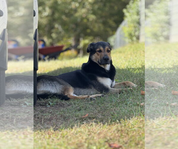 Medium Photo #4 German Shepherd Dog-Unknown Mix Puppy For Sale in Holly Springs, NC, USA