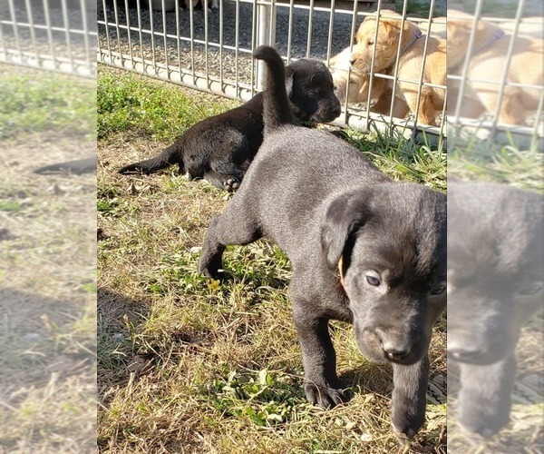 Medium Photo #6 Labrador Retriever Puppy For Sale in OLYMPIA, WA, USA