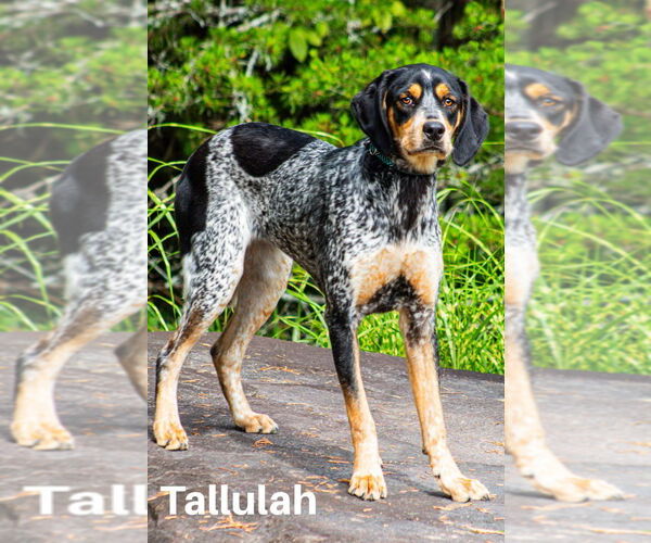 Medium Photo #2 Mutt Puppy For Sale in Canton, CT, USA