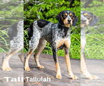 Small #1 Mutt
