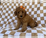 Small #4 Aussiedoodle Miniature 