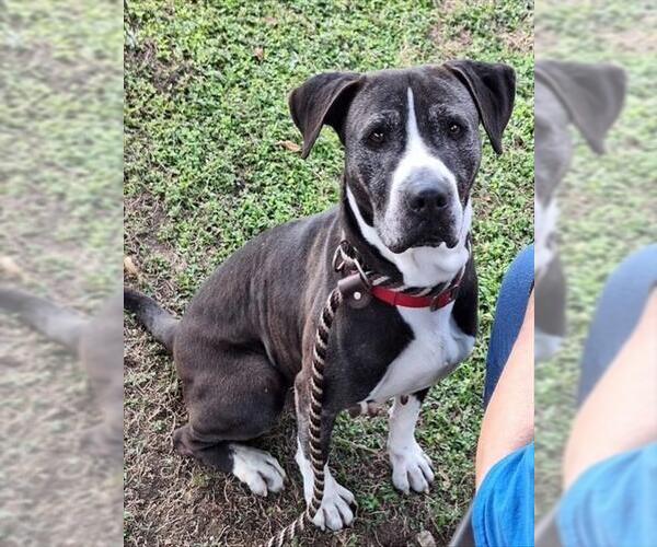 Medium Photo #2 Mutt Puppy For Sale in Ocala, FL, USA