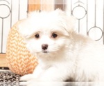 Small #3 Havanese