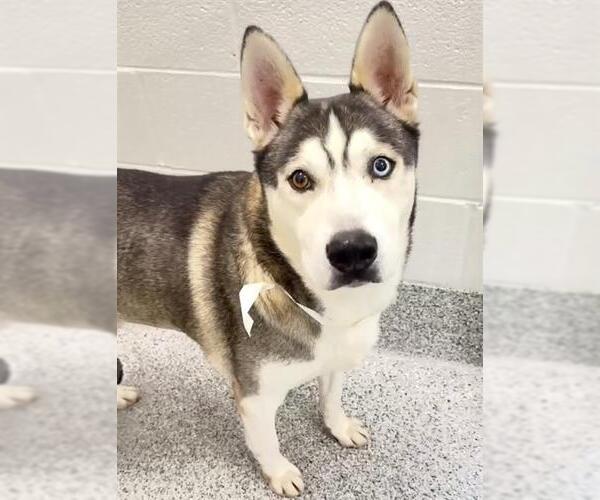 Medium Photo #1 Siberian Husky-Unknown Mix Puppy For Sale in Houston, TX, USA
