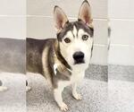 SILAS - Male Siberian Husky-Unknown Mix Dog for Adoption - Small photo