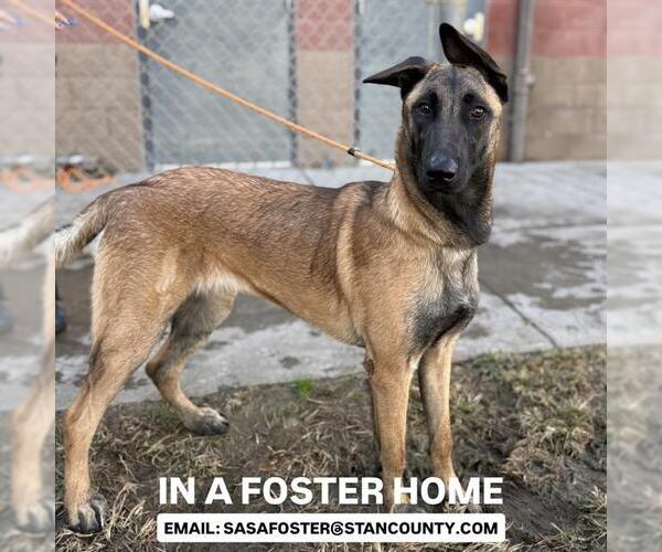 Medium Photo #2 Mutt Puppy For Sale in Modesto, CA, USA