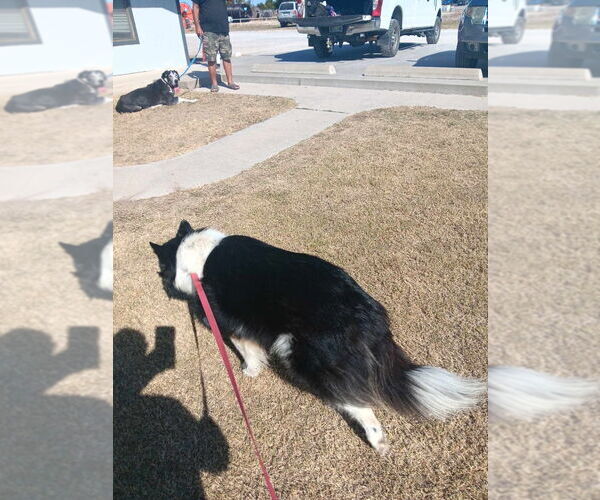 Medium Photo #4 Collie Puppy For Sale in Bullard, TX, USA