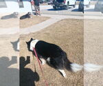 Small #3 Collie