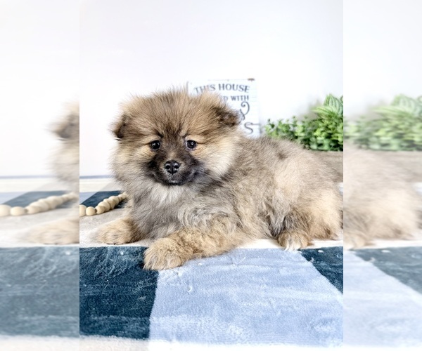 Medium Photo #6 Pomeranian Puppy For Sale in GREENFIELD, IN, USA