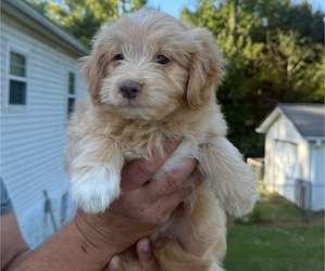 Medium Goldendoodle-Miniature Australian Shepherd Mix