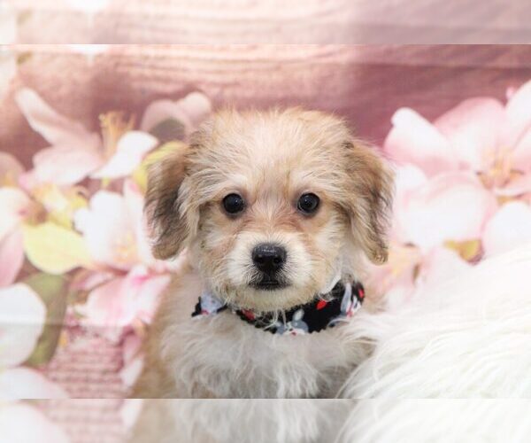 Medium Photo #2 Morkie Puppy For Sale in MARIETTA, GA, USA