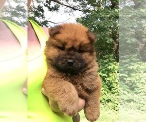 Chow Chow Puppy for sale in WEST FORK, AR, USA